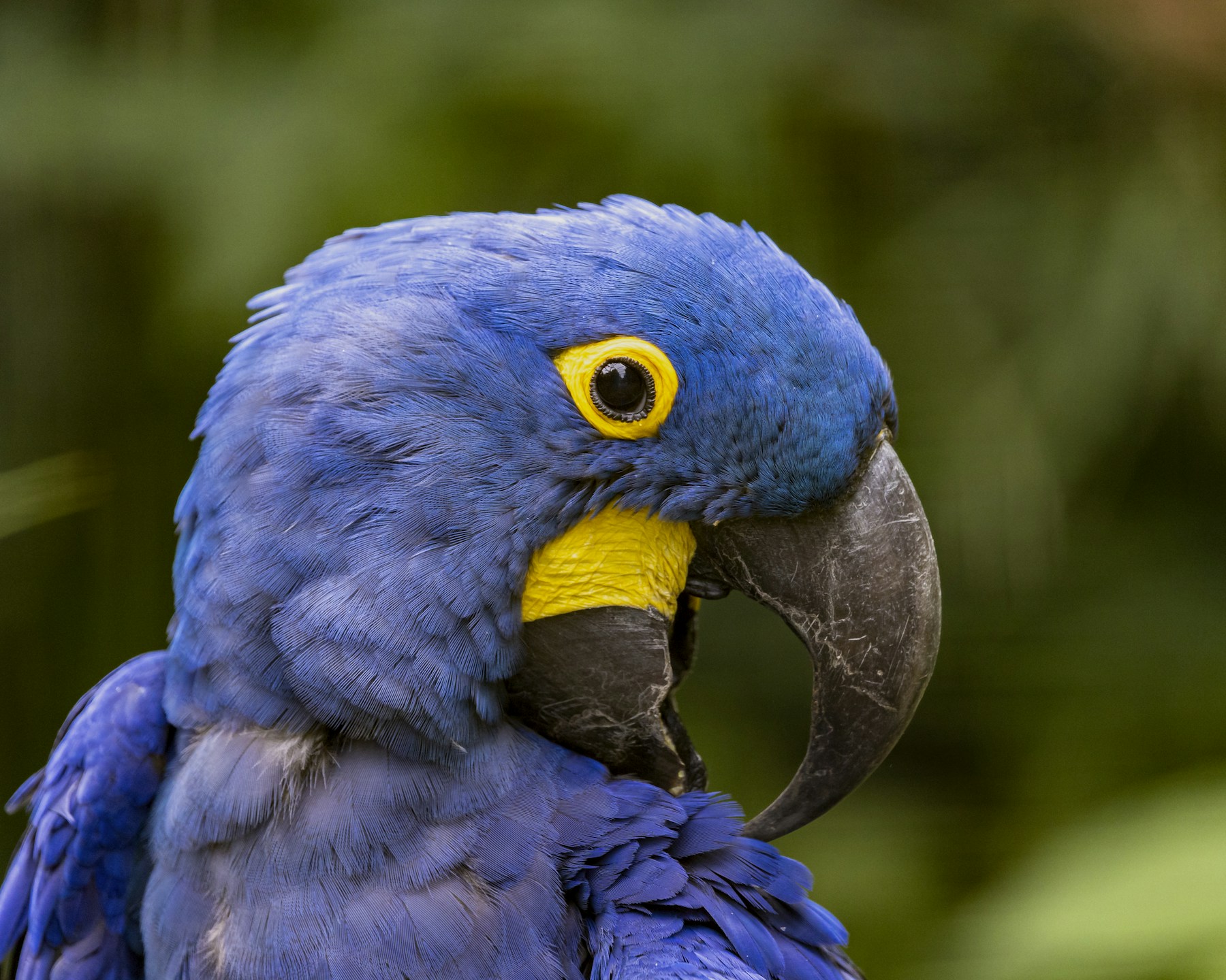 Hyacinth macaw with vivid blue feathers and a golden-yellow eye ring
